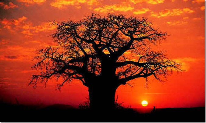 TAN baobab