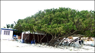 DIVI DIVI TREE